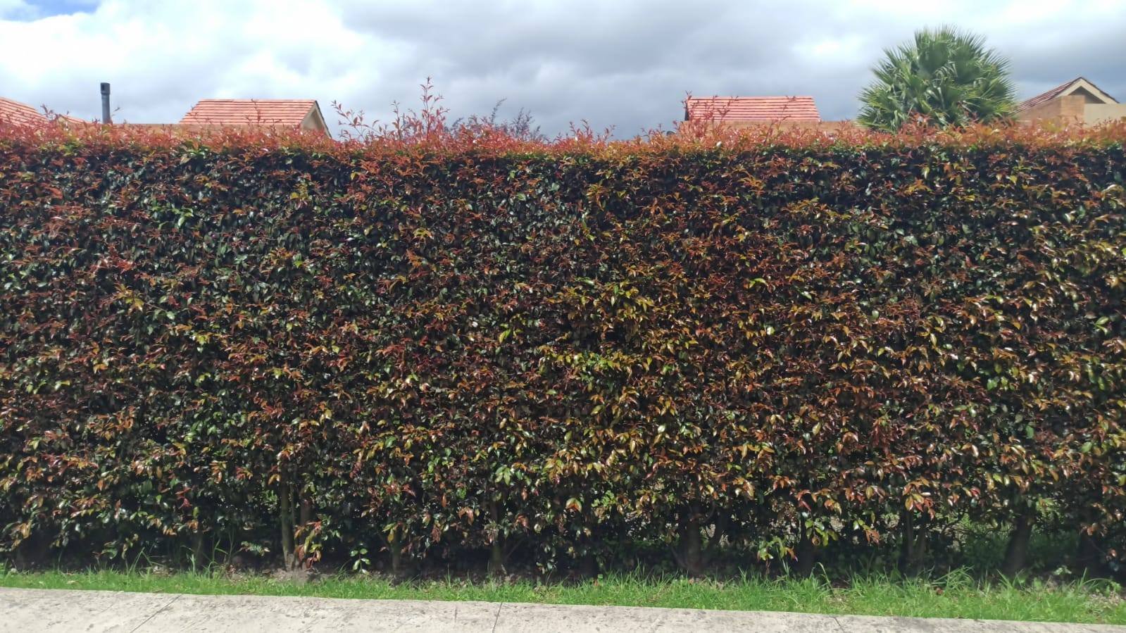 Detalle de las hojas de una cerca viva de Eugenia