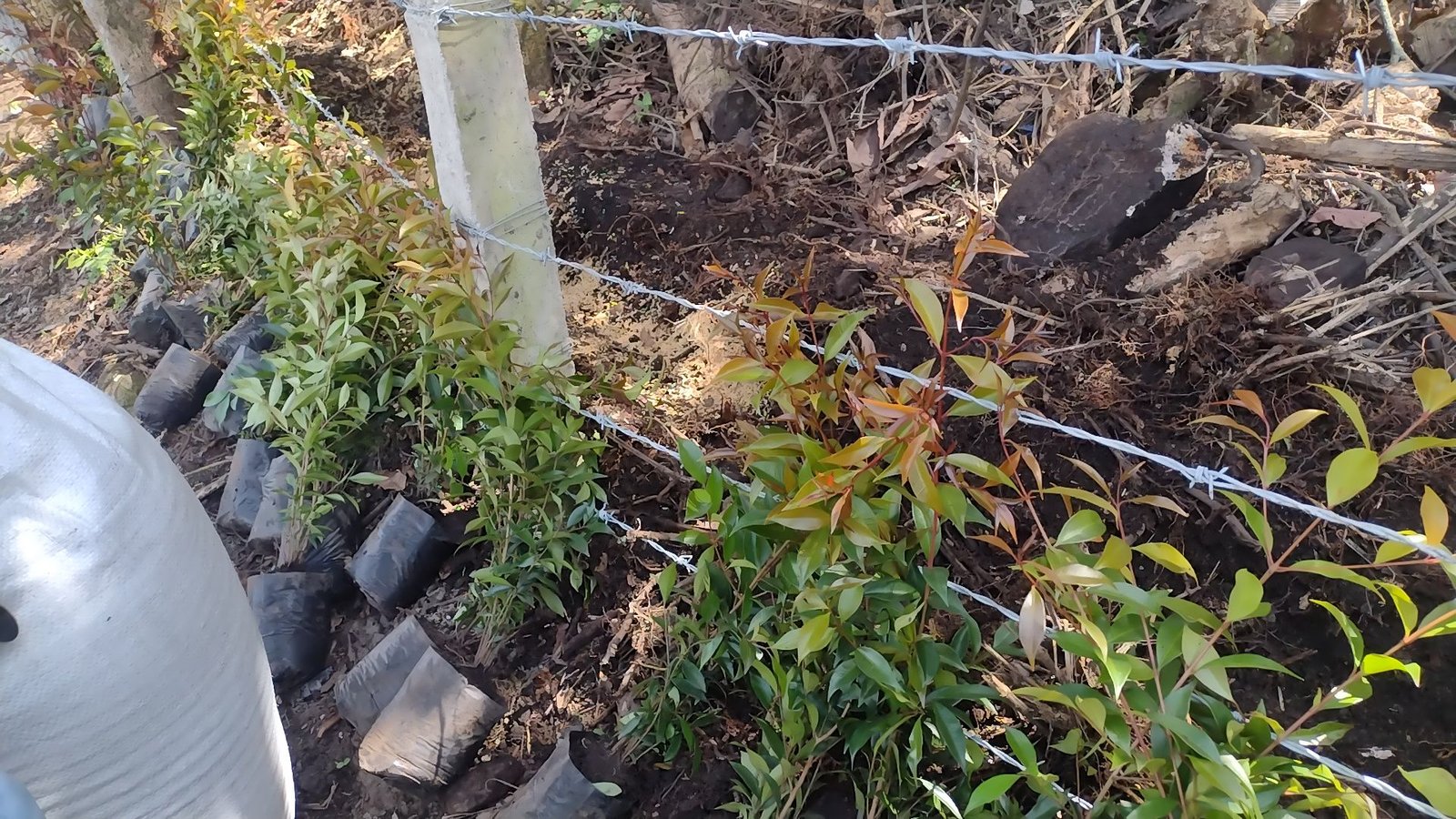 Propiedad antes de la cerca viva